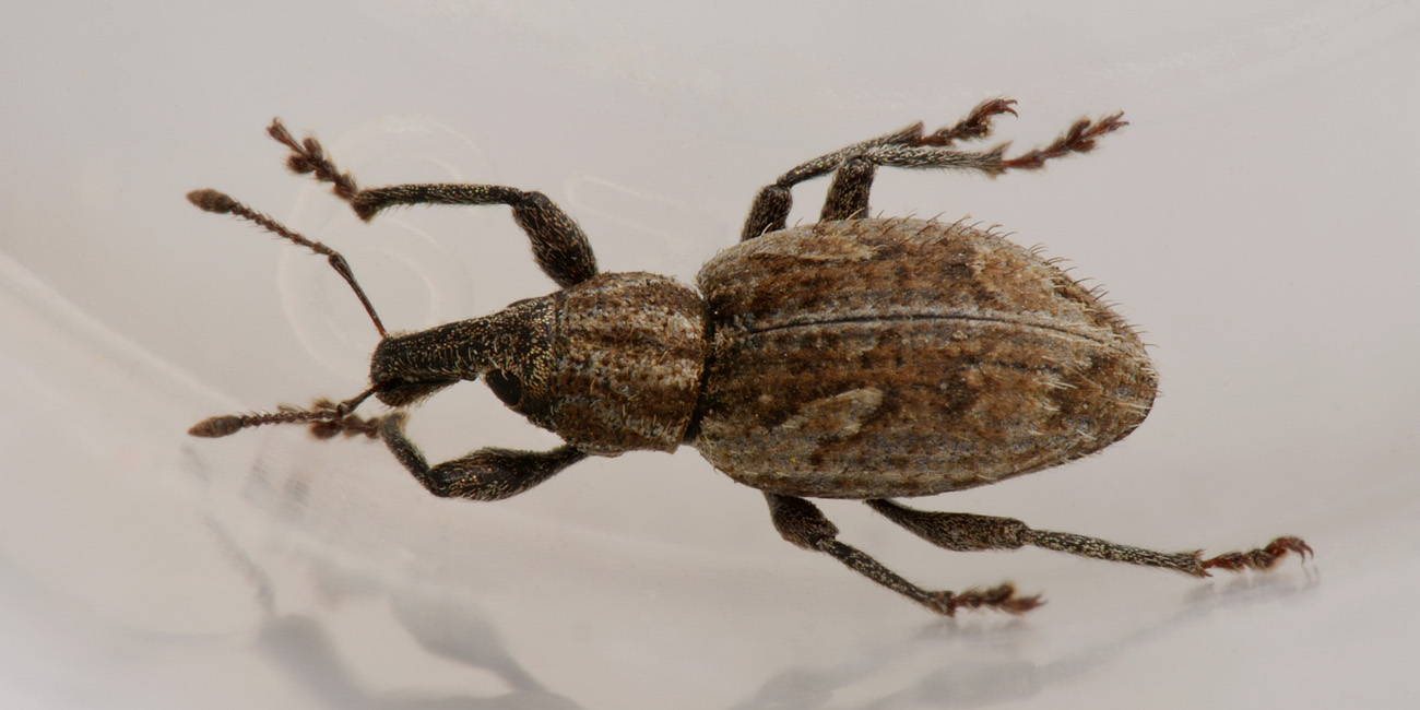 Curculionidae: Graptus nictitans singularis